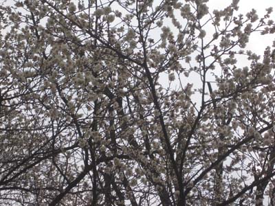 ファイル 1111-2.jpg