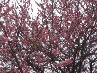 ファイル 1111-3.jpg