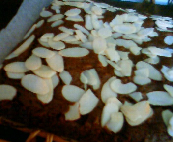 ファイル 1122-1.jpg