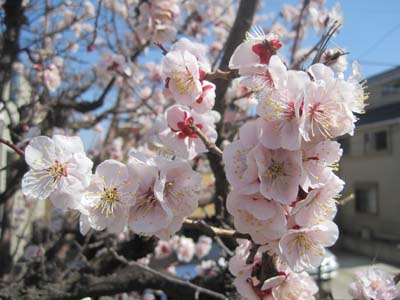 ファイル 1140-2.jpg