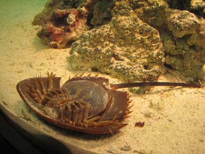 ファイル 1157-1.jpg