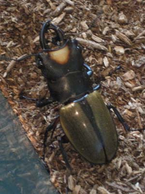 ファイル 1285-1.jpg