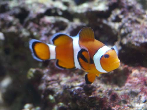 ファイル 1508-1.jpg