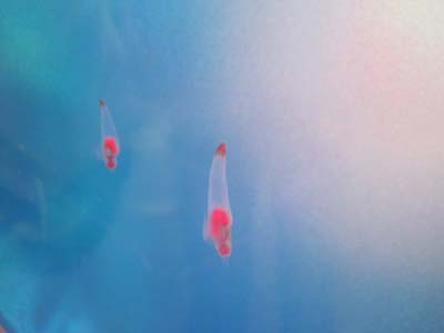 æµæ°·ã®å¤©ä½¿ã¯è‚‰é£Ÿç³»ï¼šBC45&amp;BS45