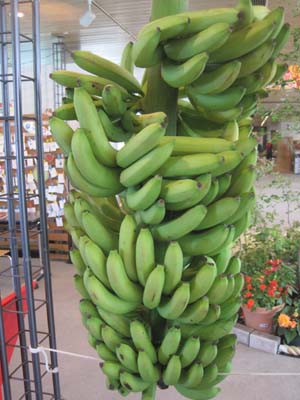 ファイル 1229-1.jpg