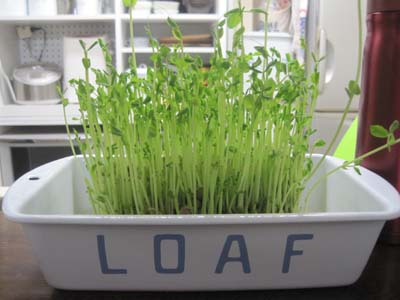 ファイル 1231-1.jpg