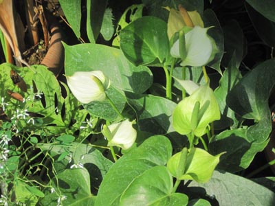 ãƒ•ã‚¡ã‚¤ãƒ« 795-2.jpg