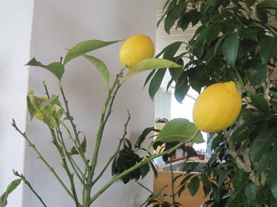 ãƒ•ã‚¡ã‚¤ãƒ« 795-3.jpg