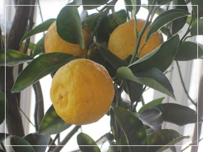 ファイル 815-1.jpg