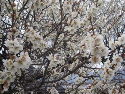 ファイル 843-1.jpg