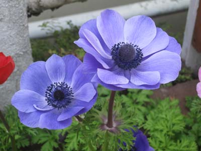 ãƒ•ã‚¡ã‚¤ãƒ« 871-1.jpg